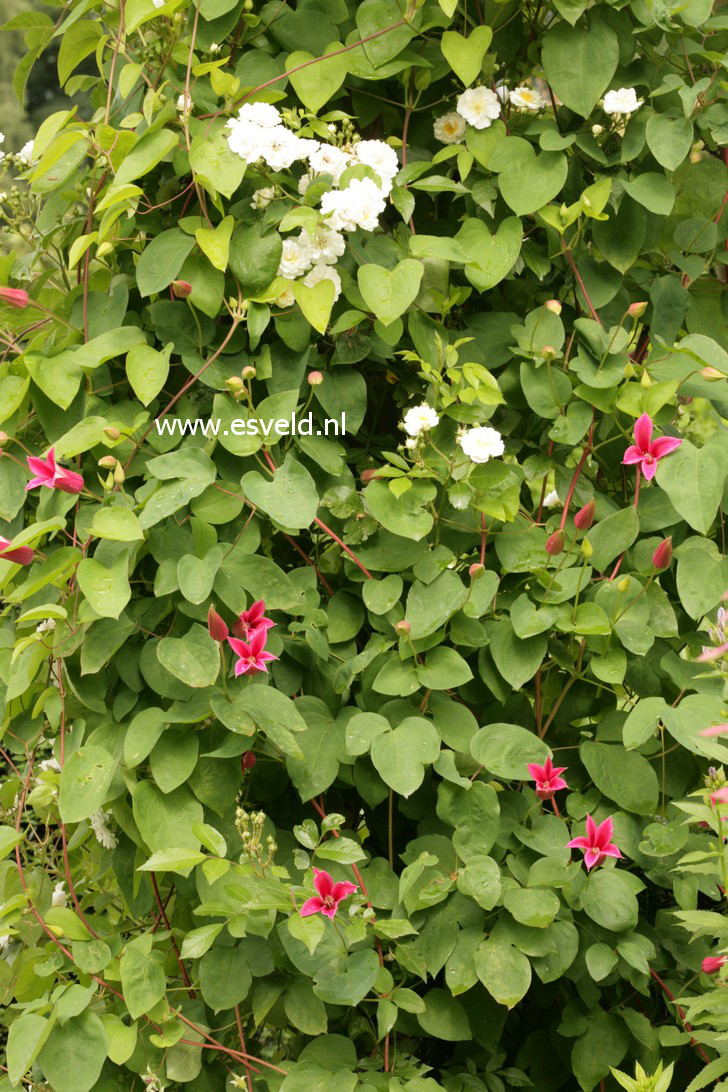 Clematis 'Gravetye Beauty'