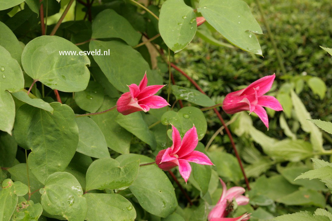 Clematis 'Gravetye Beauty'