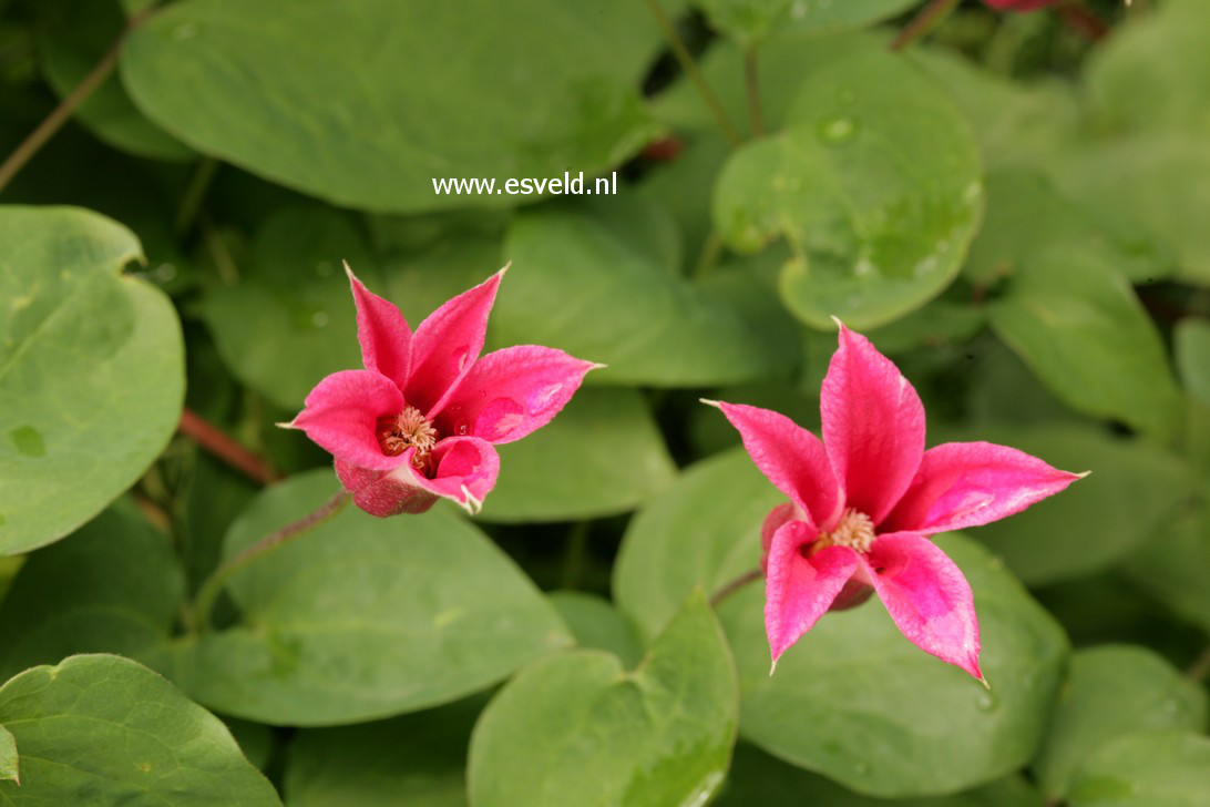 Clematis 'Gravetye Beauty'