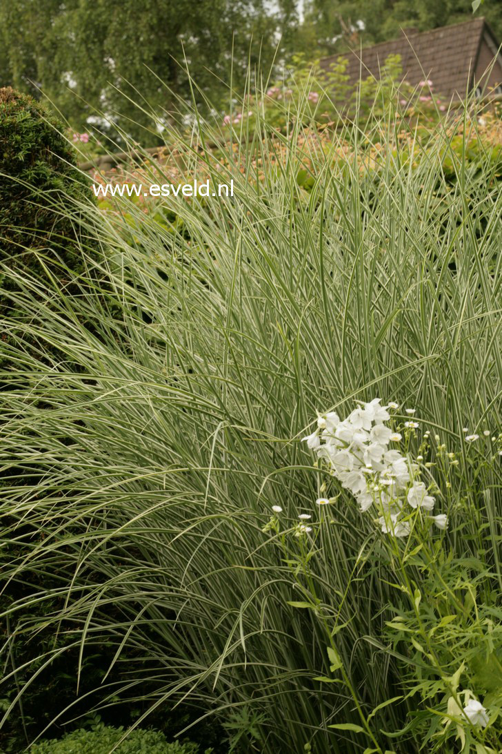 Miscanthus sinensis 'Morning Light'