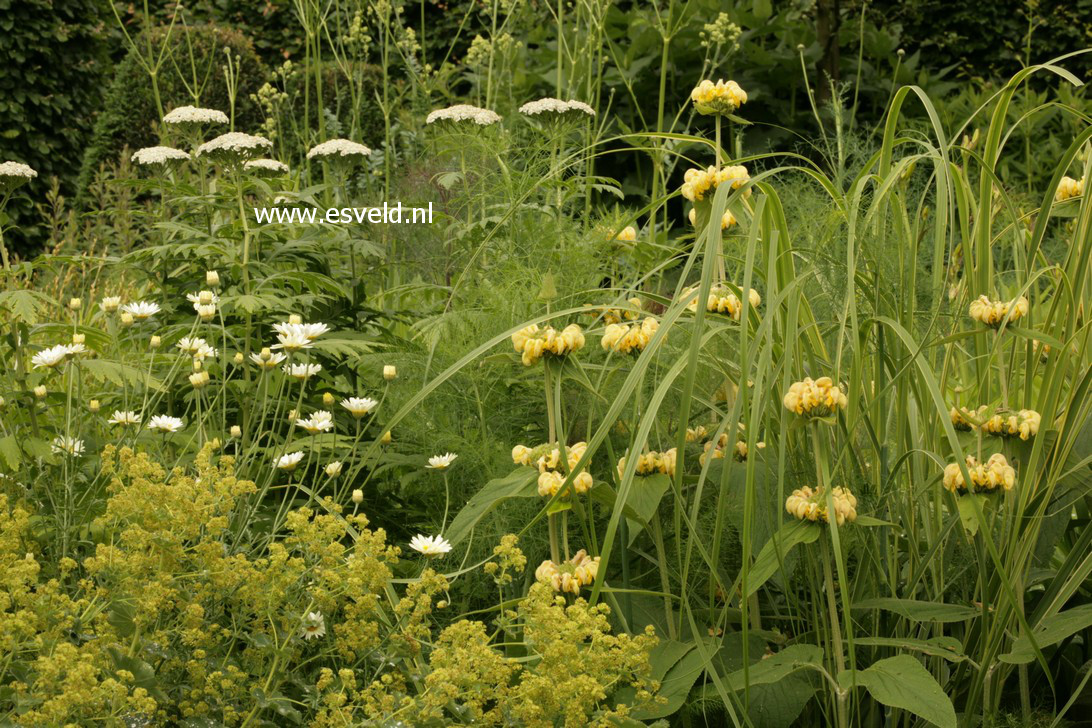 Phlomis russeliana