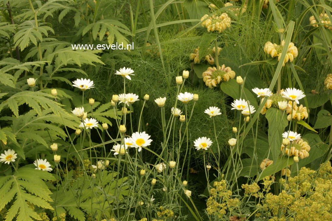 Anthemis hybrida 'Sauce Hollandaise'