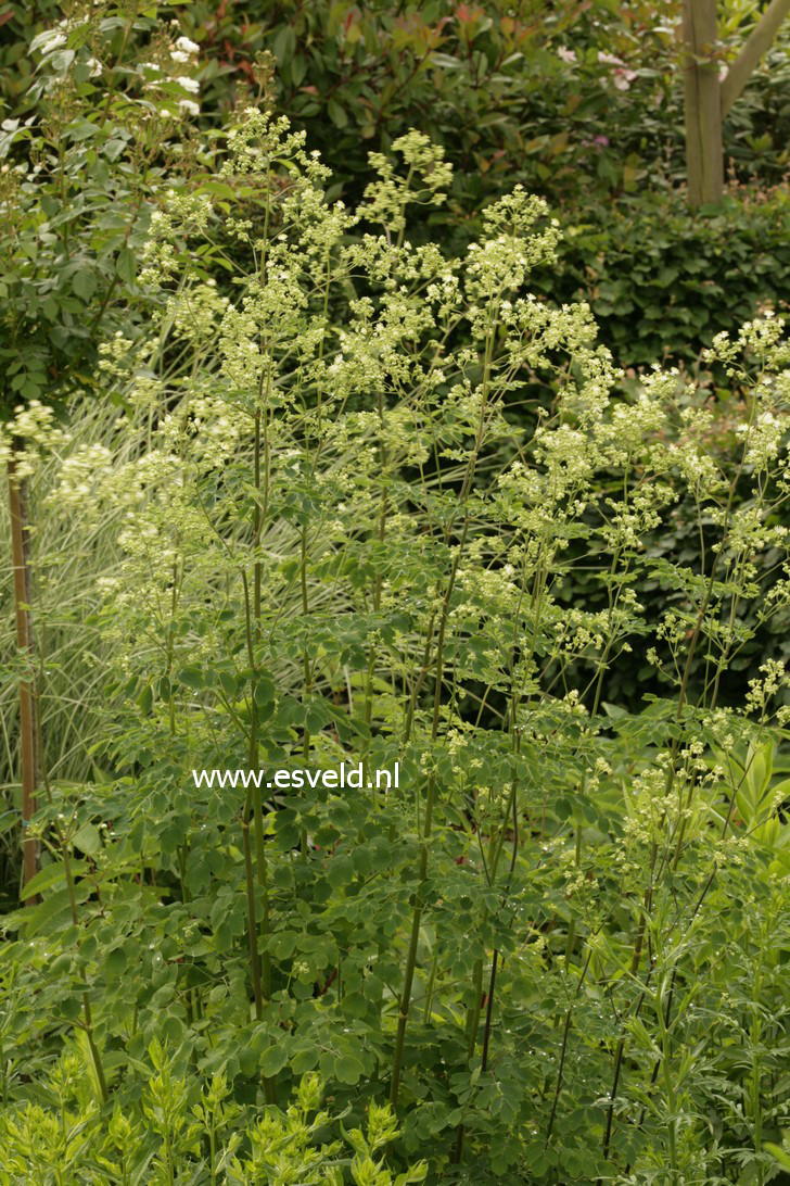 Thalictrum delavayi 'Album'