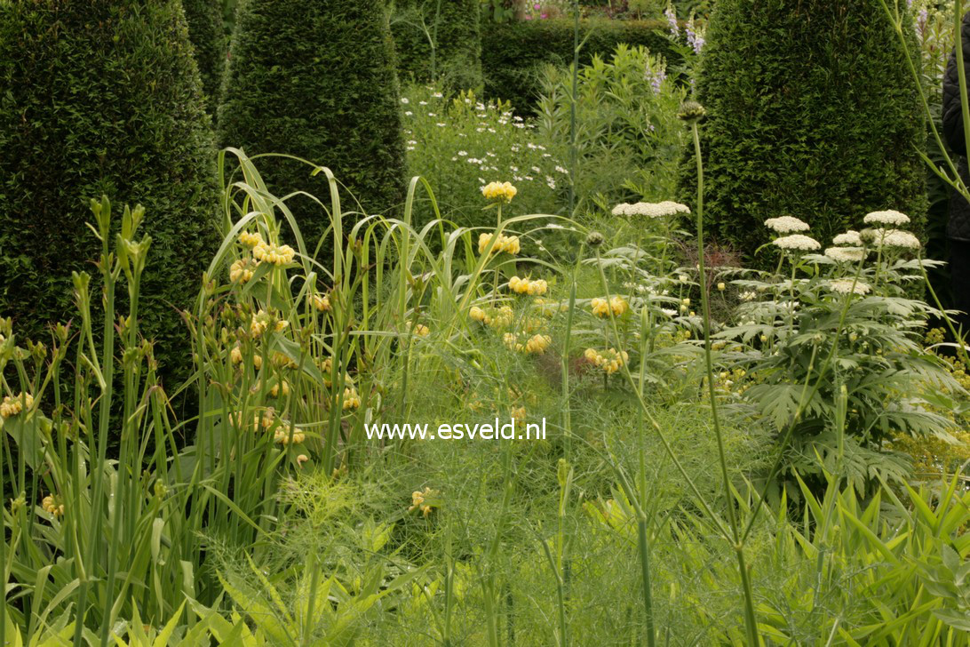 Tanacetum vulgare