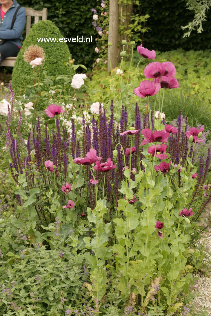 Salvia nemorosa 'Caradonna'