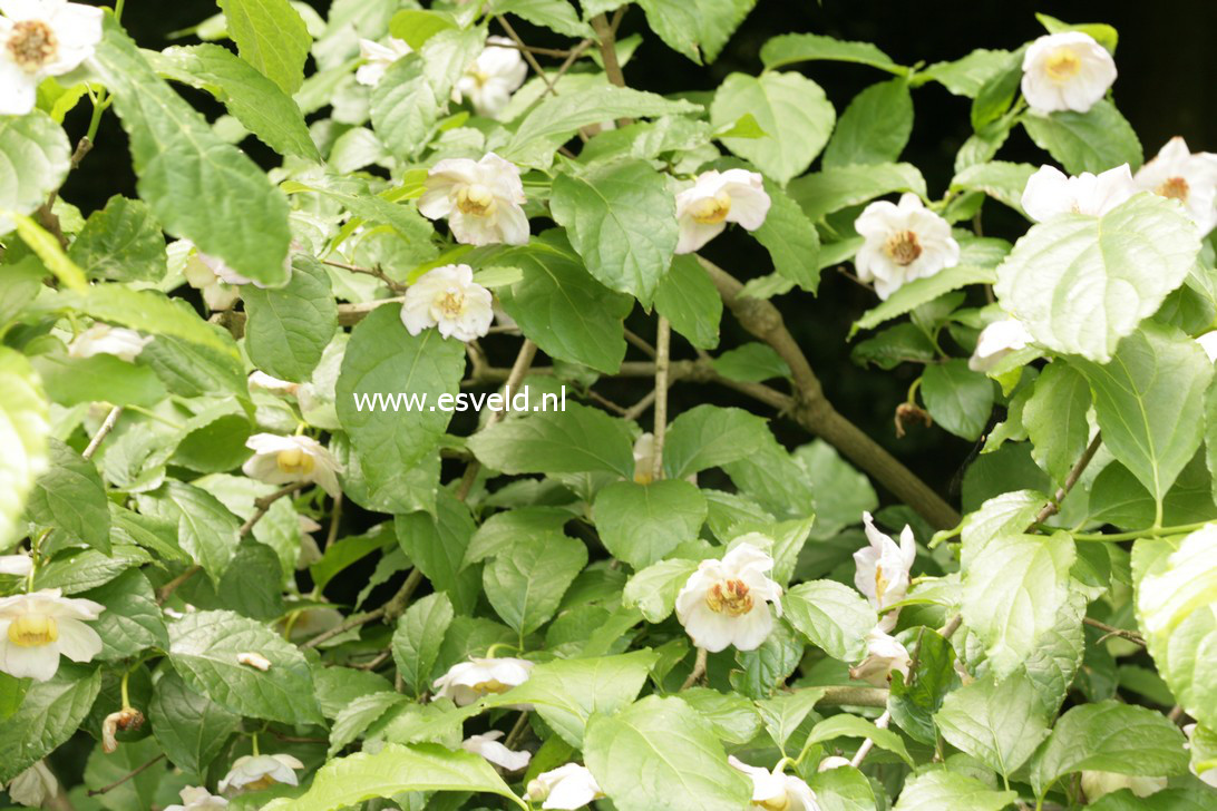 Calycanthus chinensis