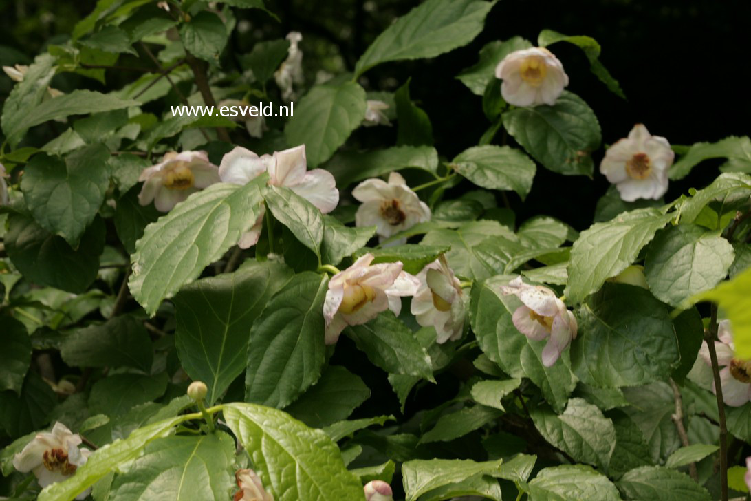 Calycanthus chinensis