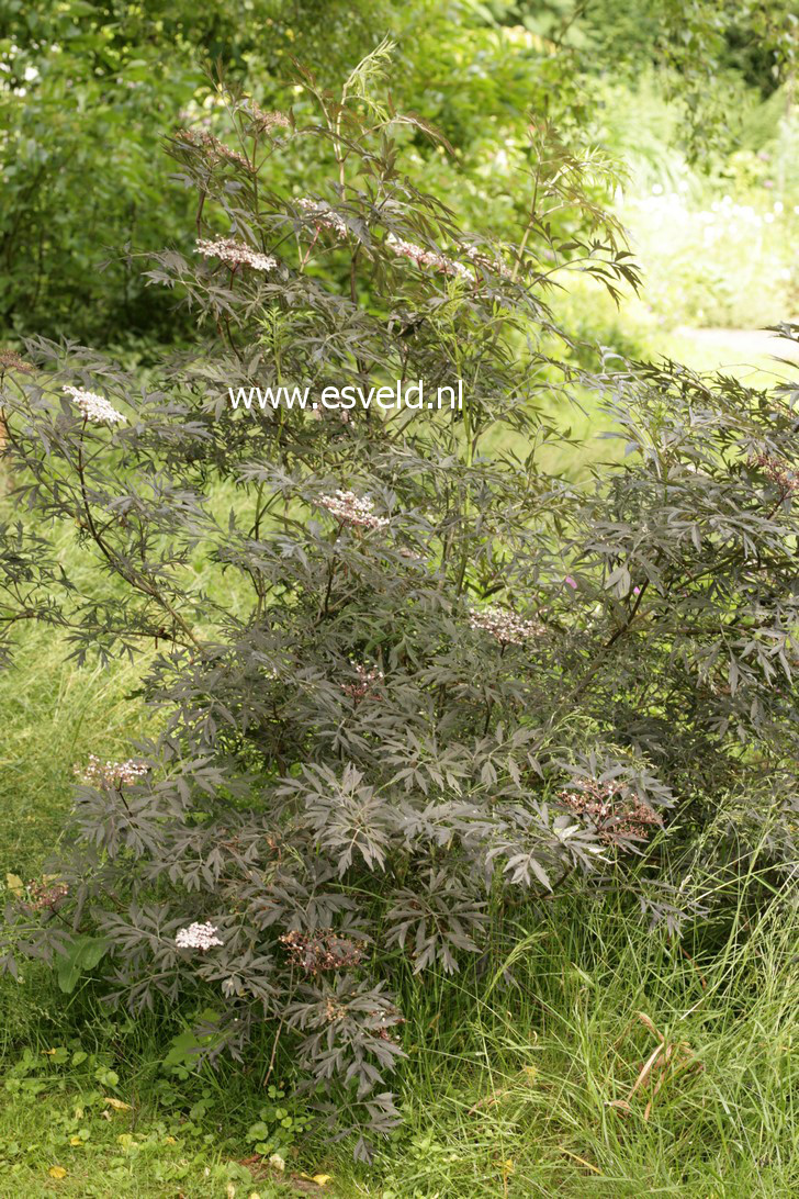 Sambucus nigra 'Eva' (BLACK LACE)