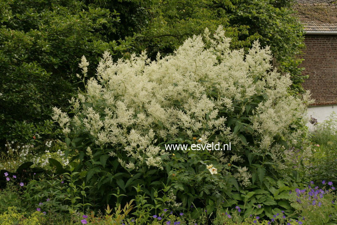 Persicaria polymorpha