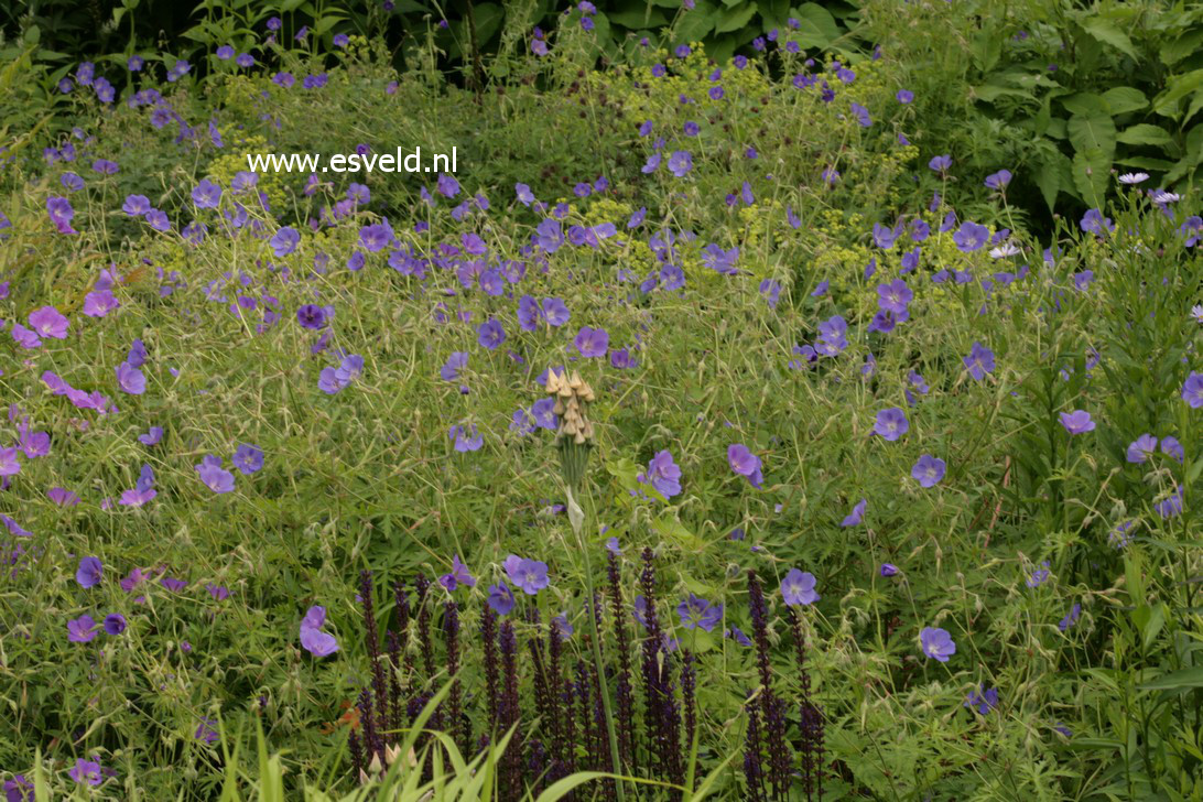 Geranium 'Johnson's Blue'