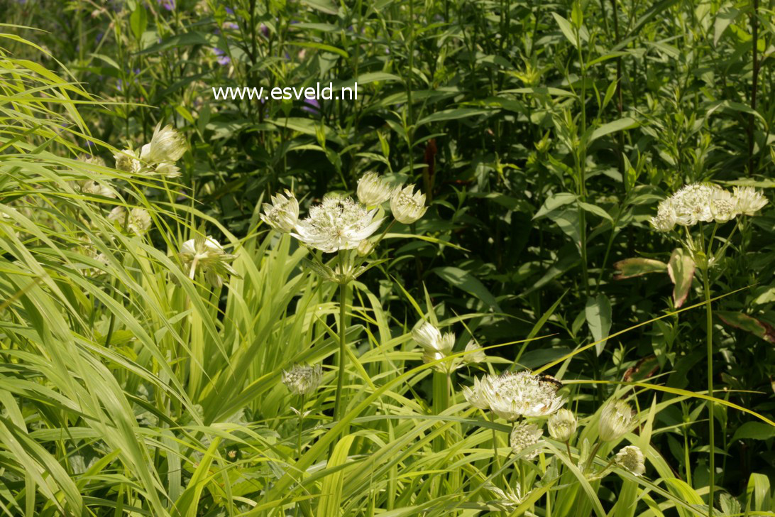 Astrantia major 'Shaggy'