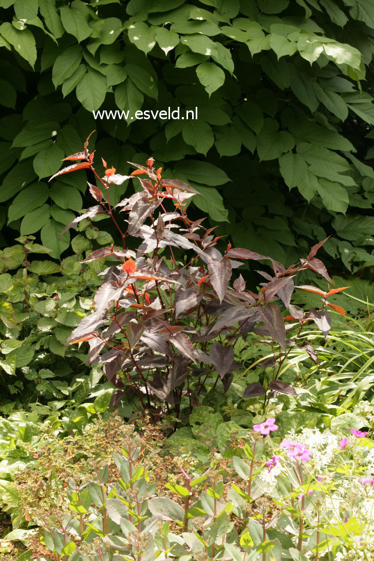 Persicaria microcephala 'Red Dragon'