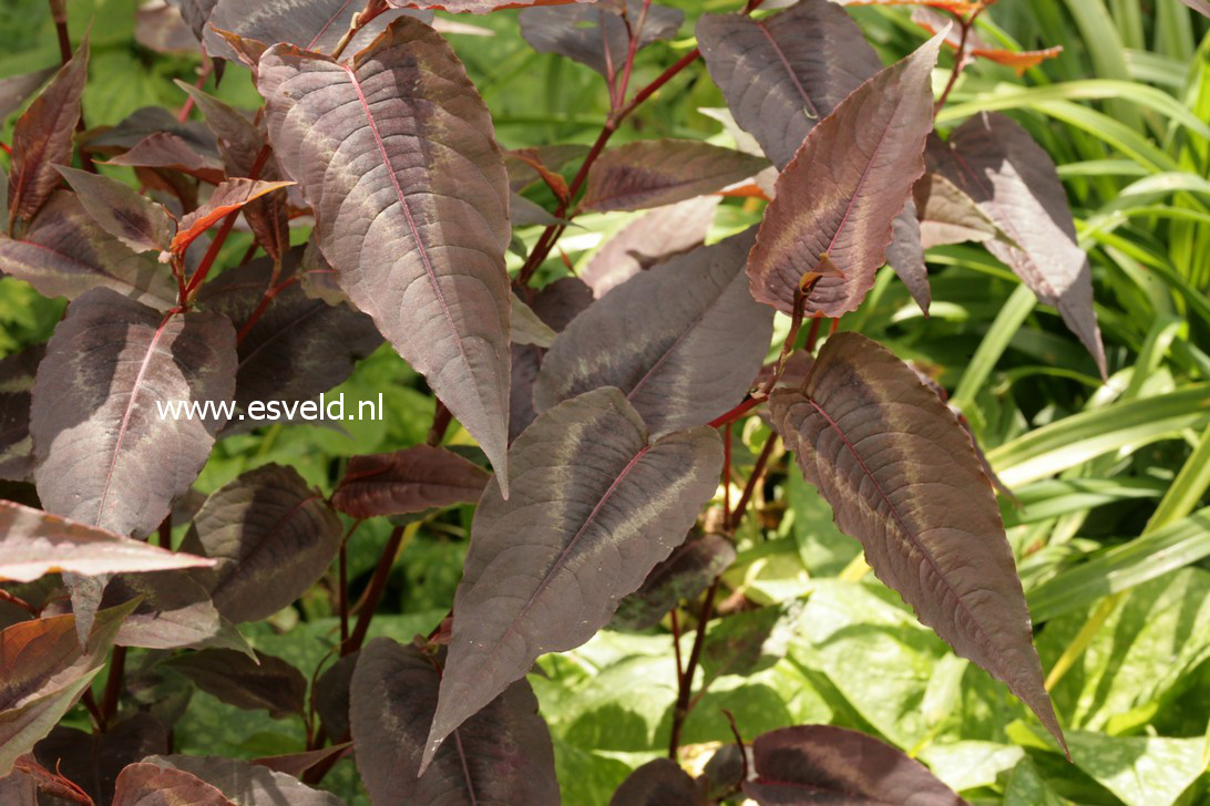 Persicaria microcephala 'Red Dragon'