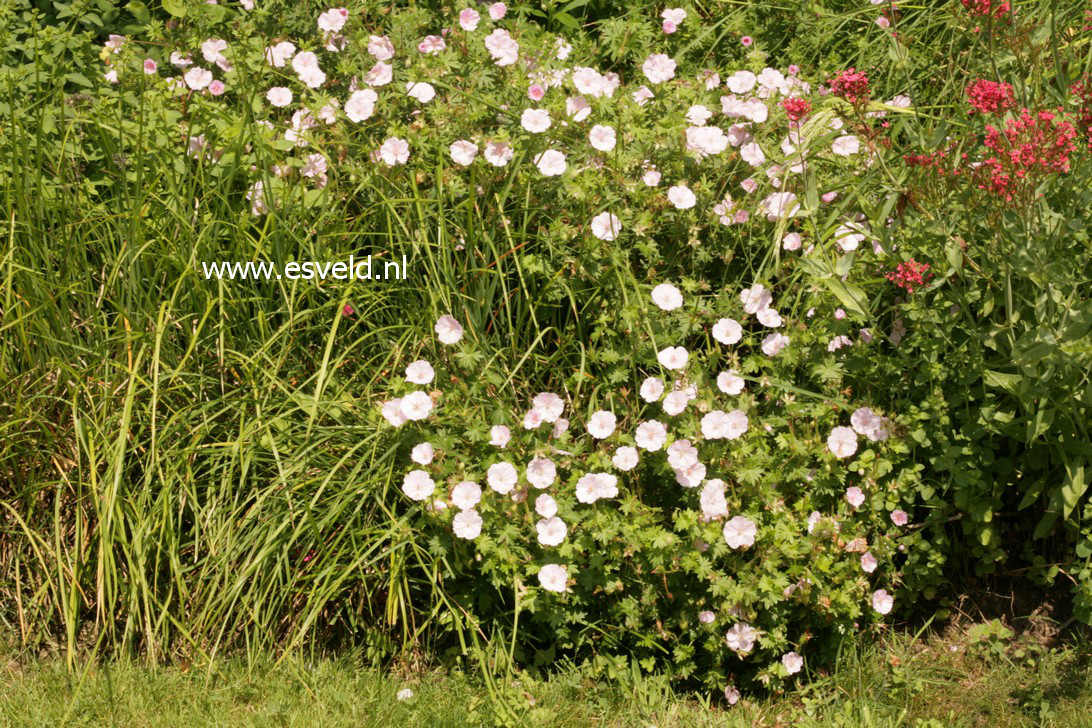 Geranium sanguineum var. striatum