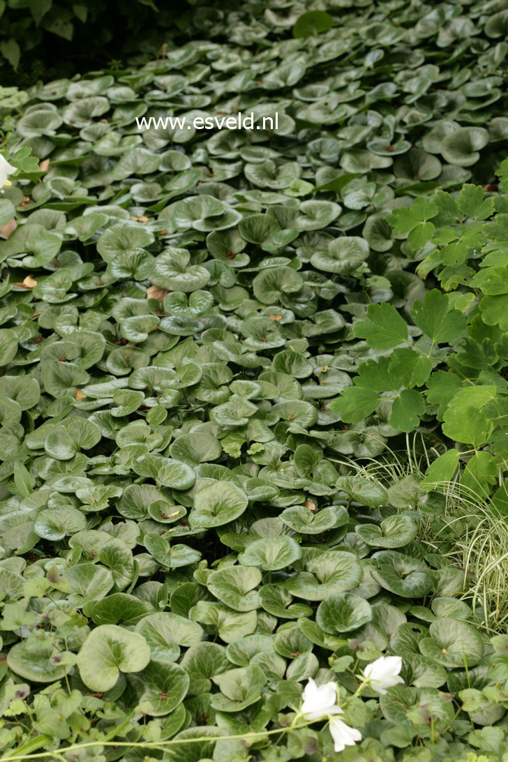 Asarum europaeum