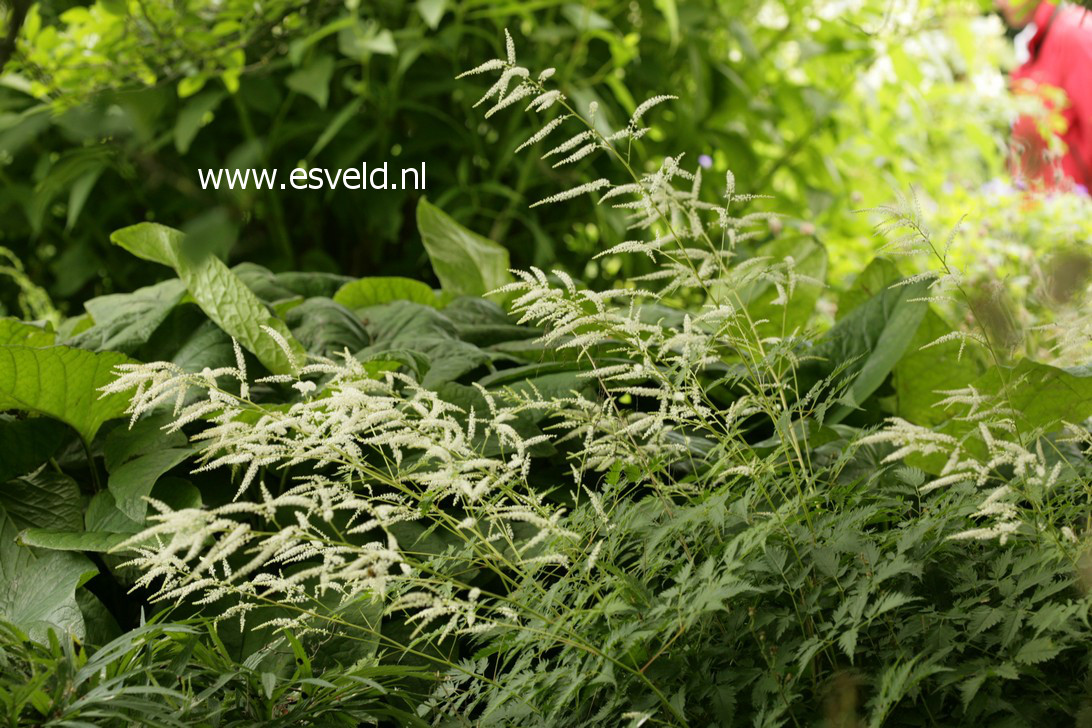 Aruncus 'Waldemar Meyer'