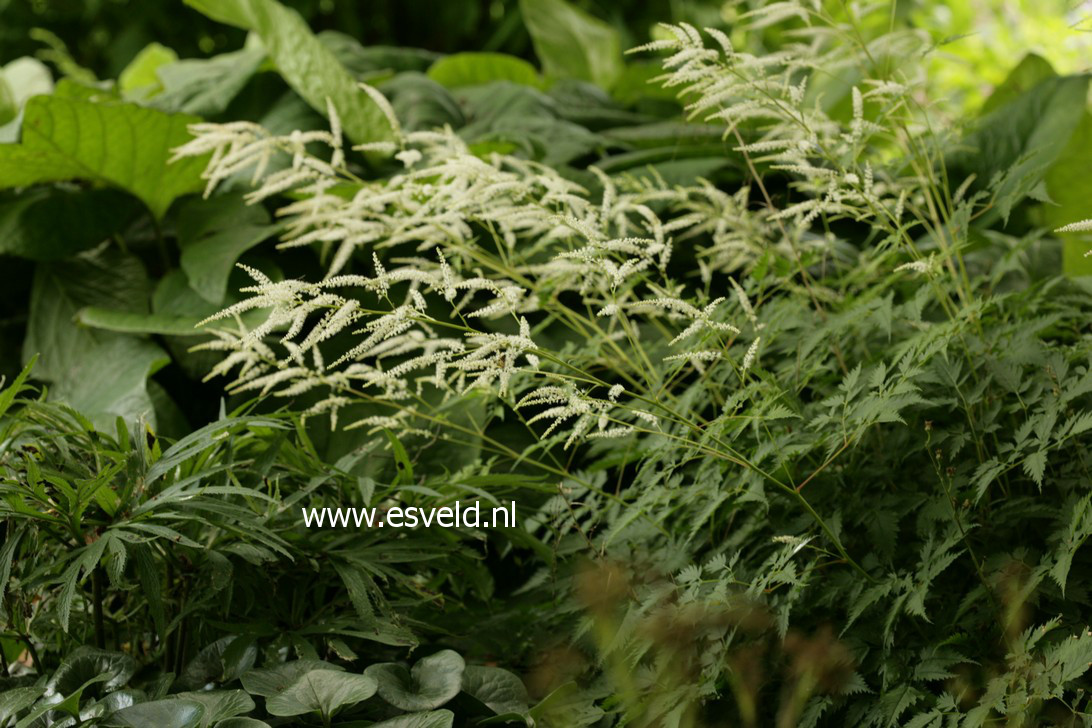 Aruncus 'Waldemar Meyer'