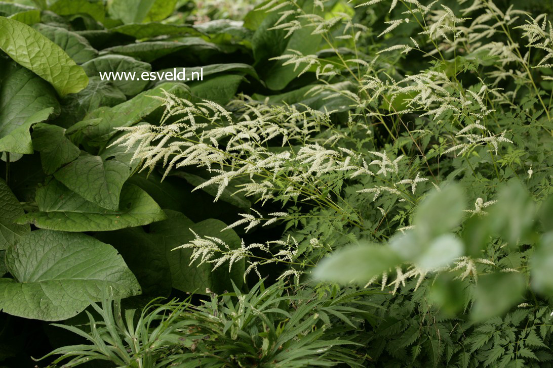 Aruncus 'Waldemar Meyer'