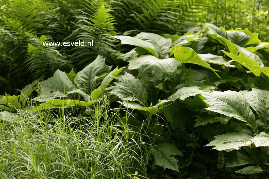 Rodgersia podophylla