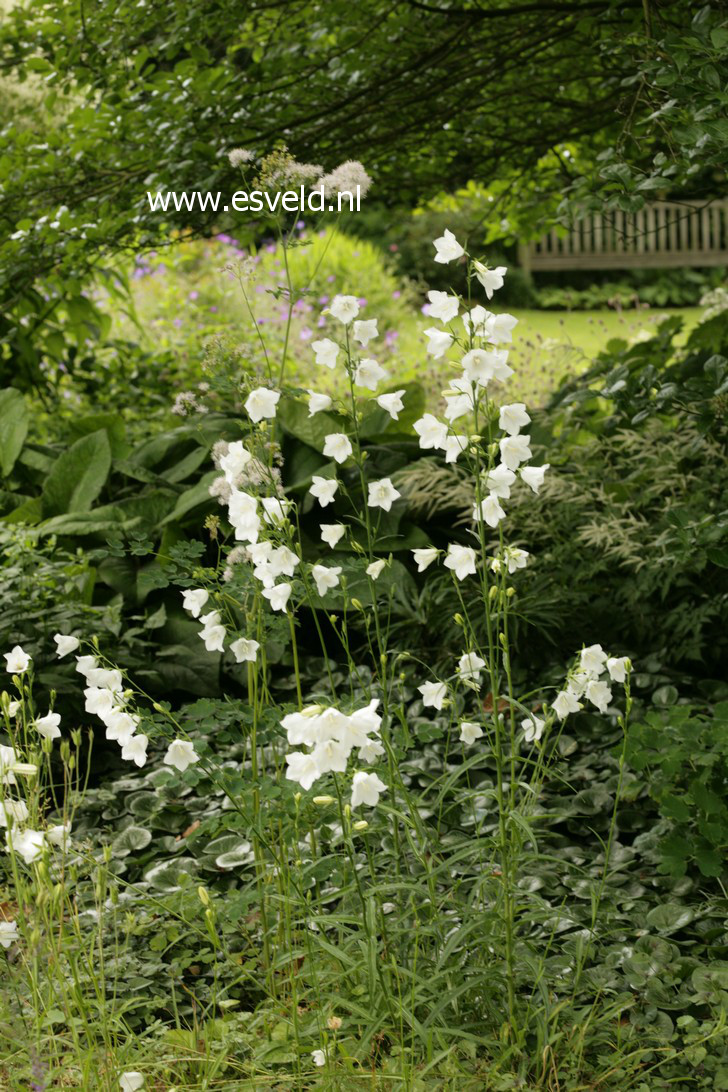 Campanula persicifolia 'Alba'