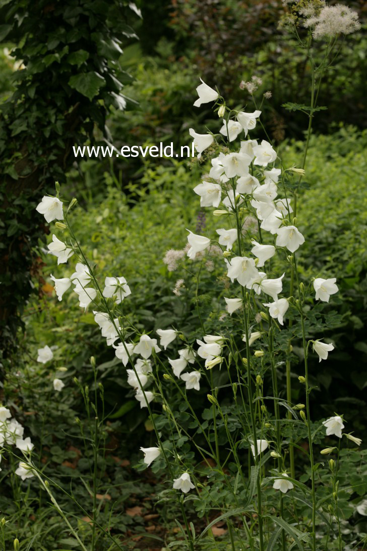 Campanula persicifolia 'Alba'