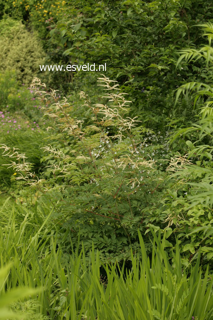 Aruncus 'Horatio'