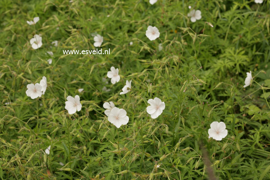 Geranium clarkei 'Kashmir White'