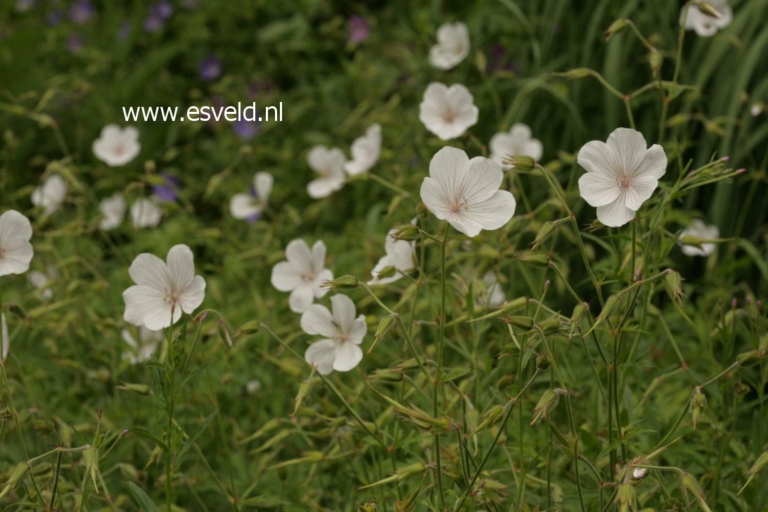 Geranium clarkei 'Kashmir White'