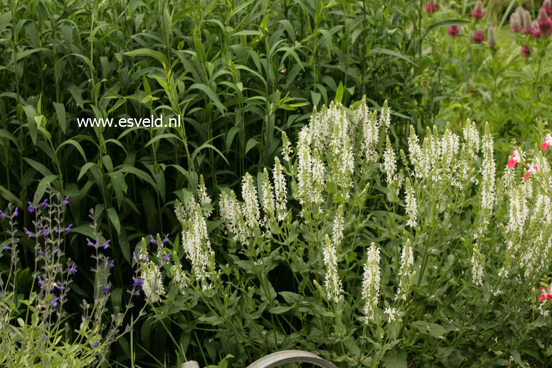 Salvia nemorosa 'Schneehuegel'