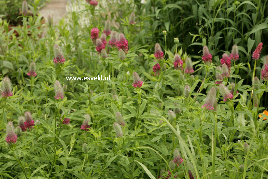 Trifolium rubens