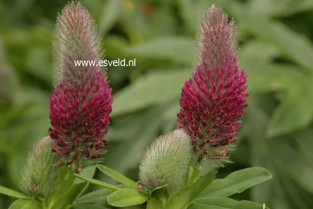 Trifolium rubens