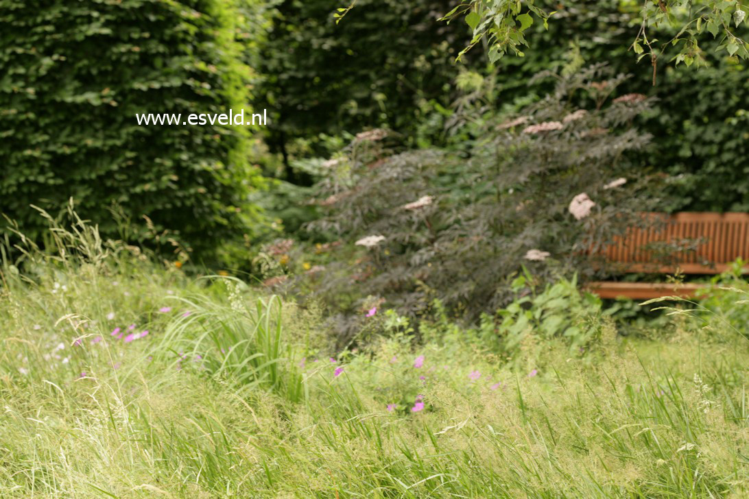 Sambucus nigra 'Eva' (BLACK LACE)