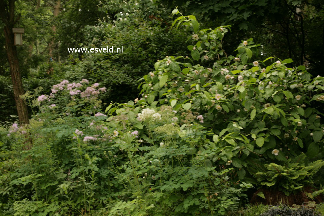 Calycanthus chinensis