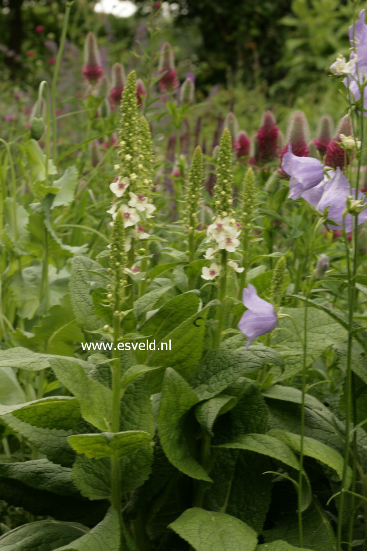 Verbascum chaixii 'Album'