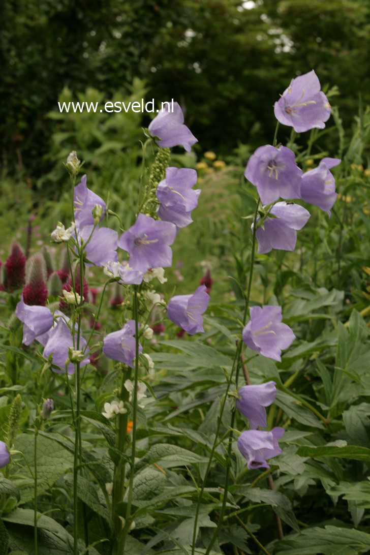 Campanula persicifolia 'Coerulea'