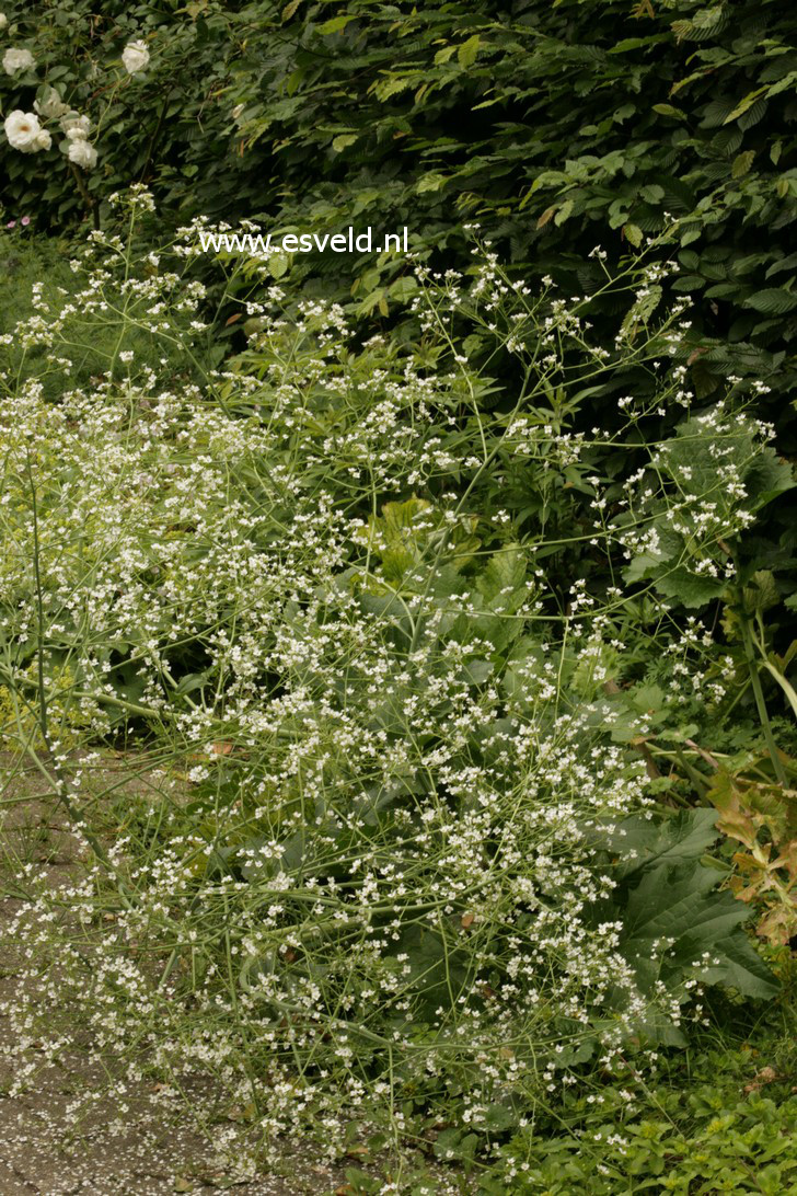 Crambe cordifolia