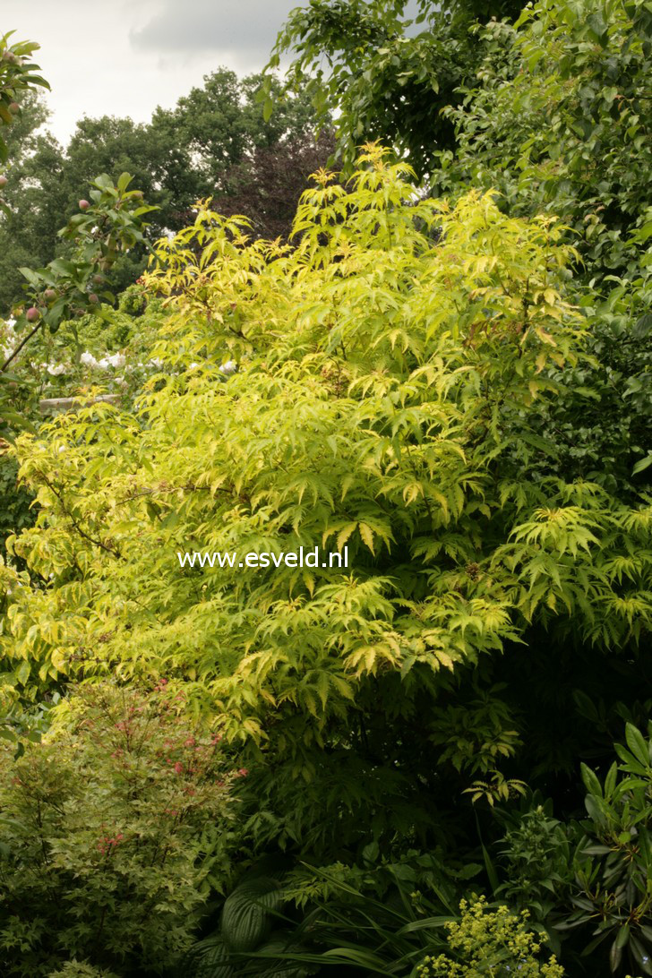 Sambucus racemosa 'Plumosa Aurea'