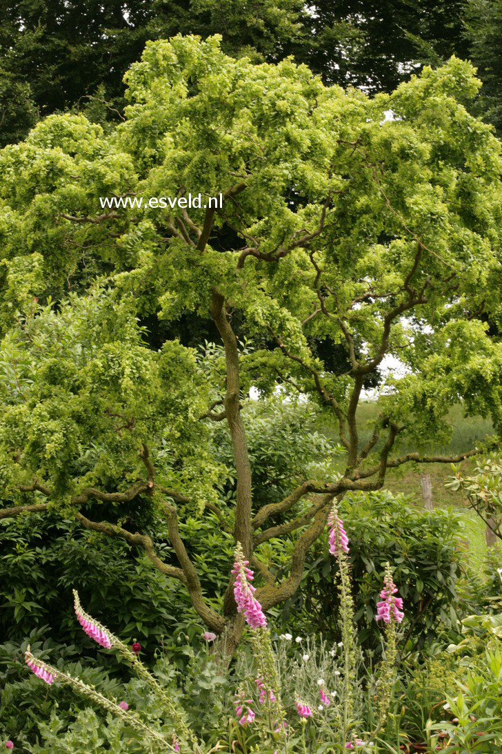 Robinia pseudoacacia 'Tortuosa'