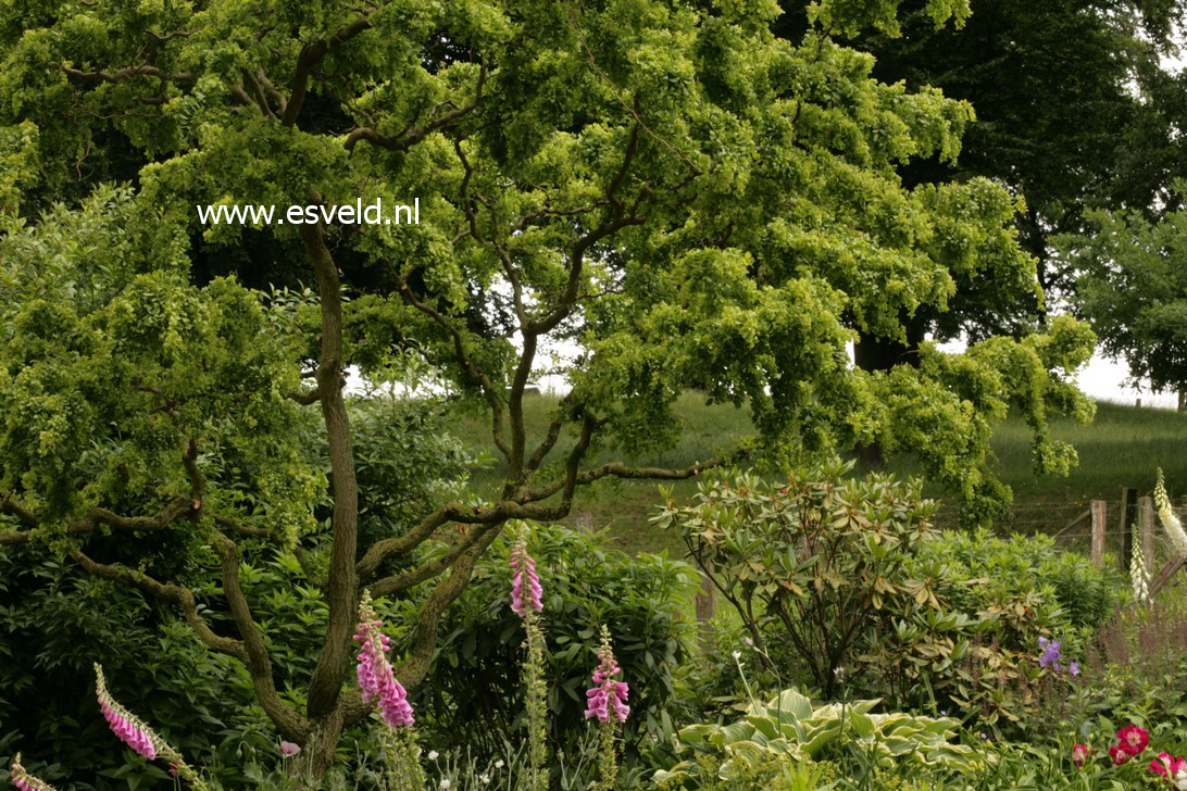 Robinia pseudoacacia 'Tortuosa'