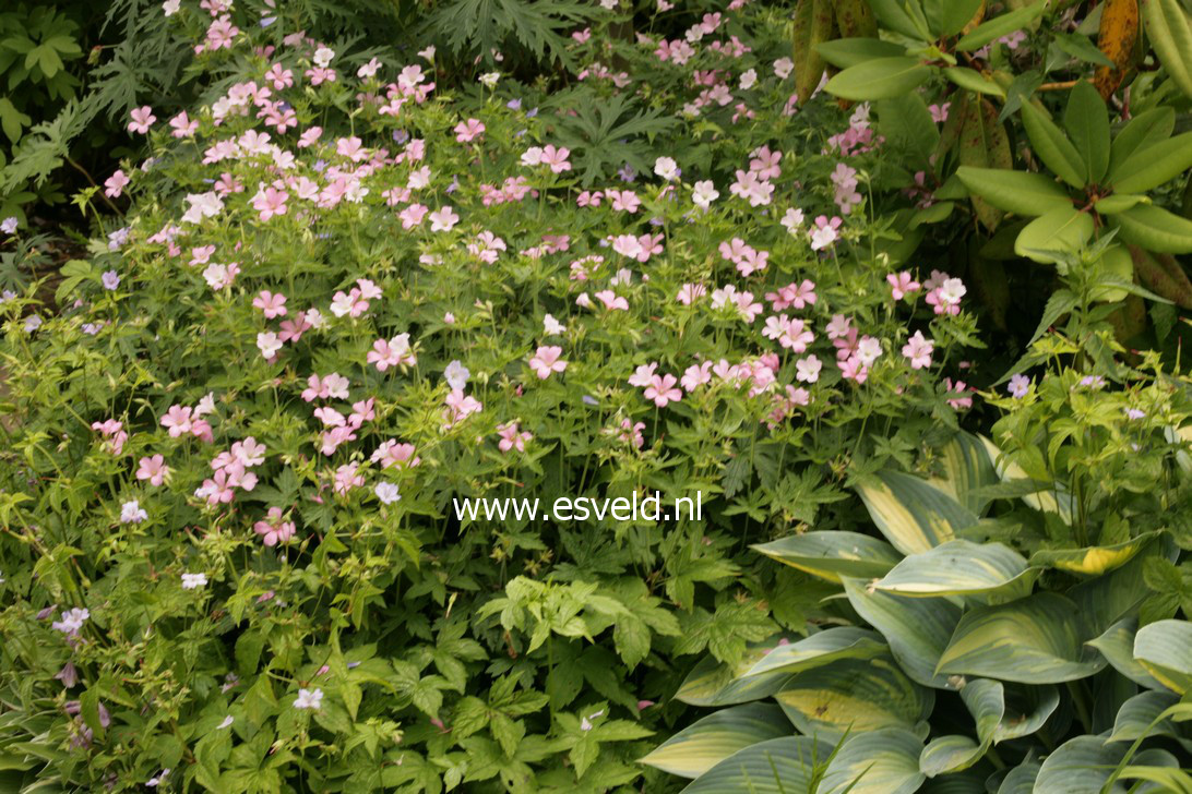 Geranium endressii 'Wargrave Pink'