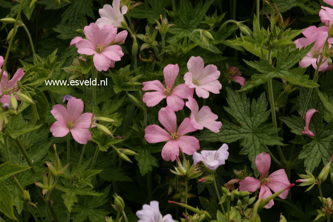 Geranium endressii 'Wargrave Pink'