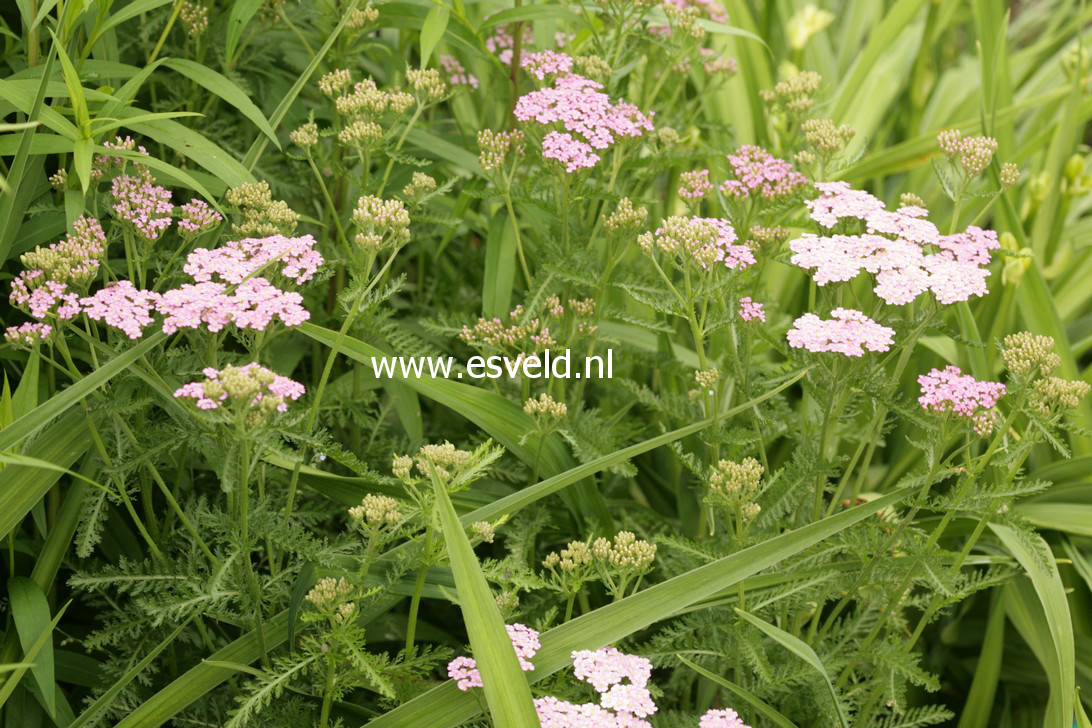 Achillea millefolium 'Lilac Beauty'