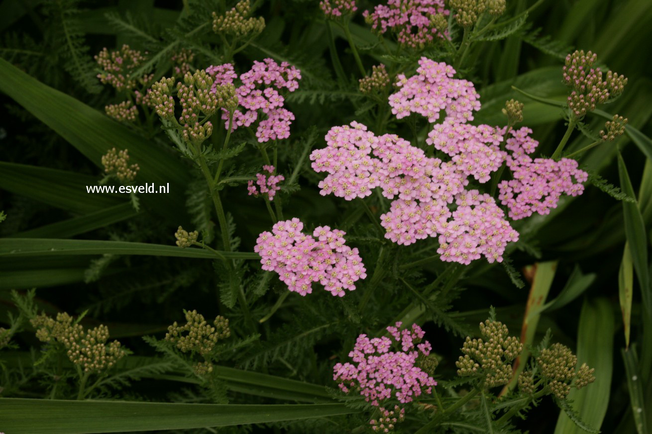 Achillea millefolium 'Lilac Beauty'