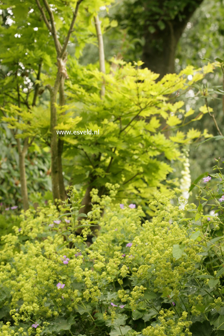 Acer shirasawanum 'Aureum'