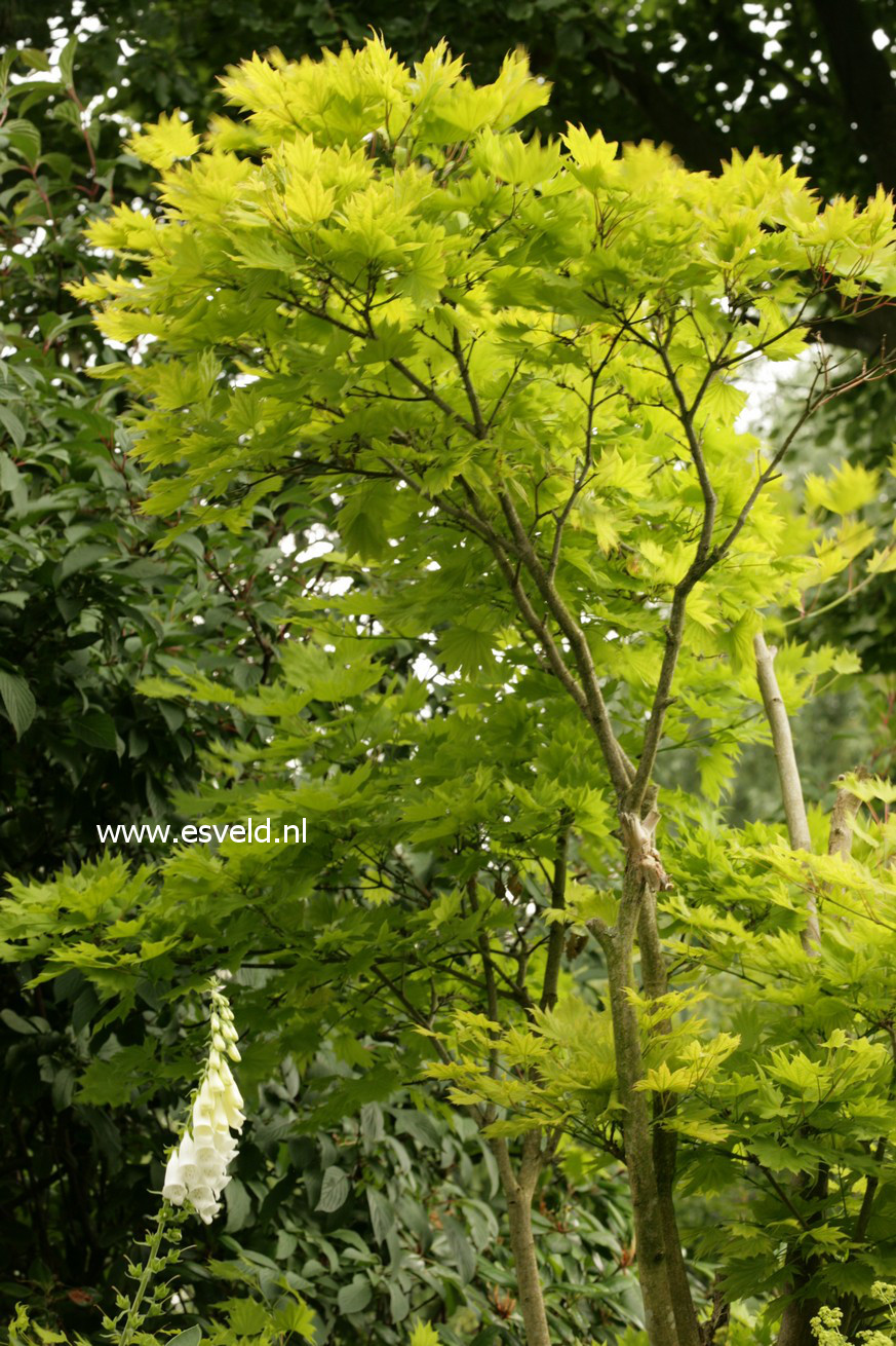 Acer shirasawanum 'Aureum'