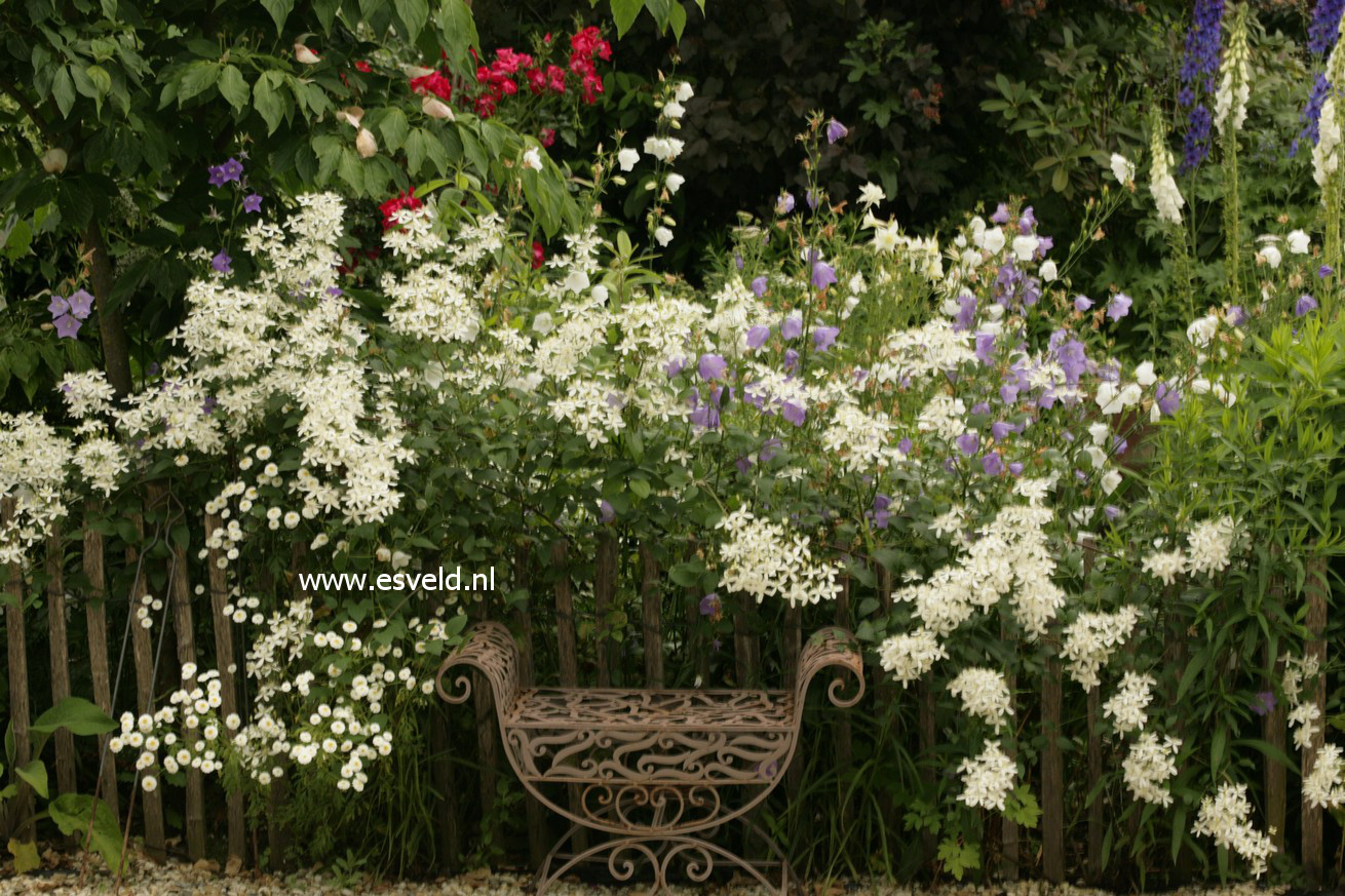 Clematis recta