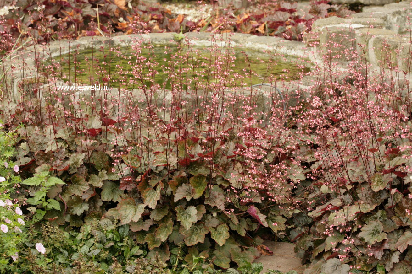 Heuchera 'Rachel'