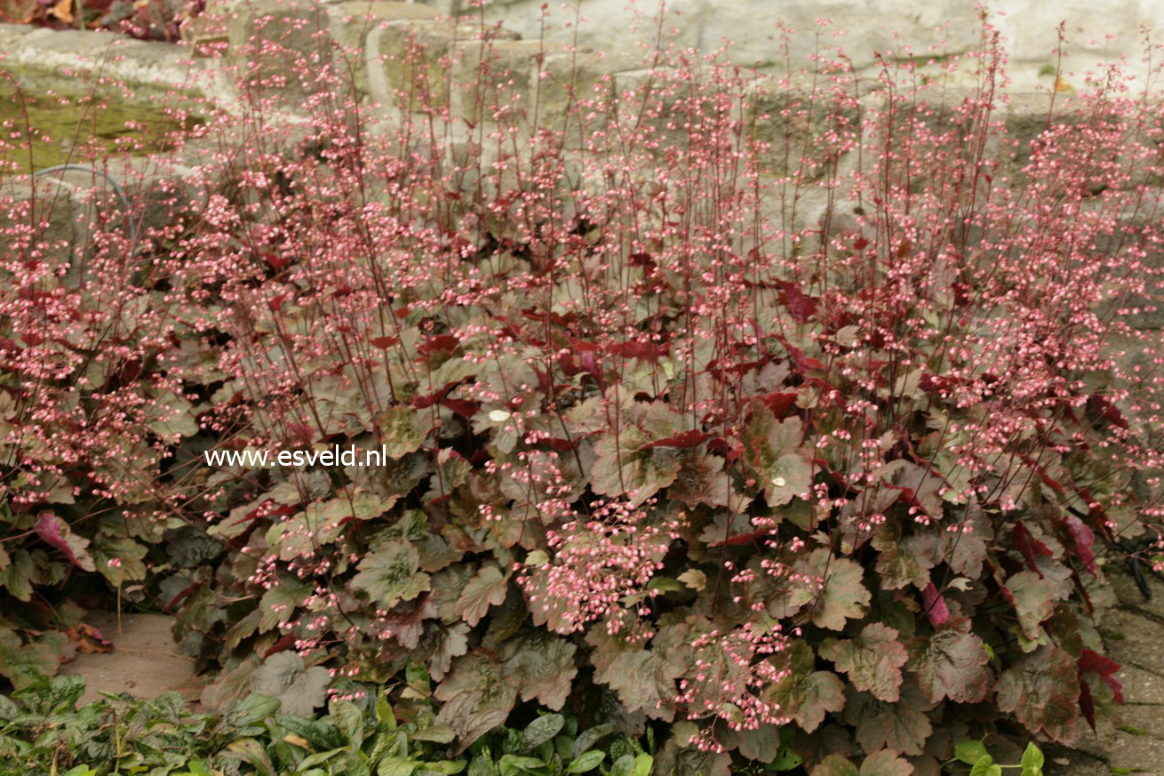 Heuchera 'Rachel'