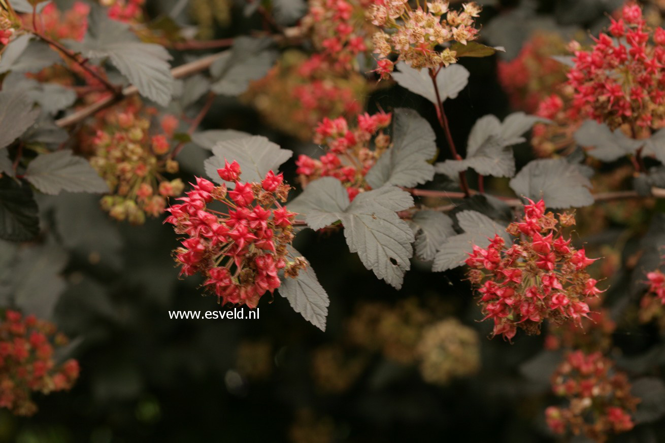 Physocarpus opulifolius 'Diabolo'