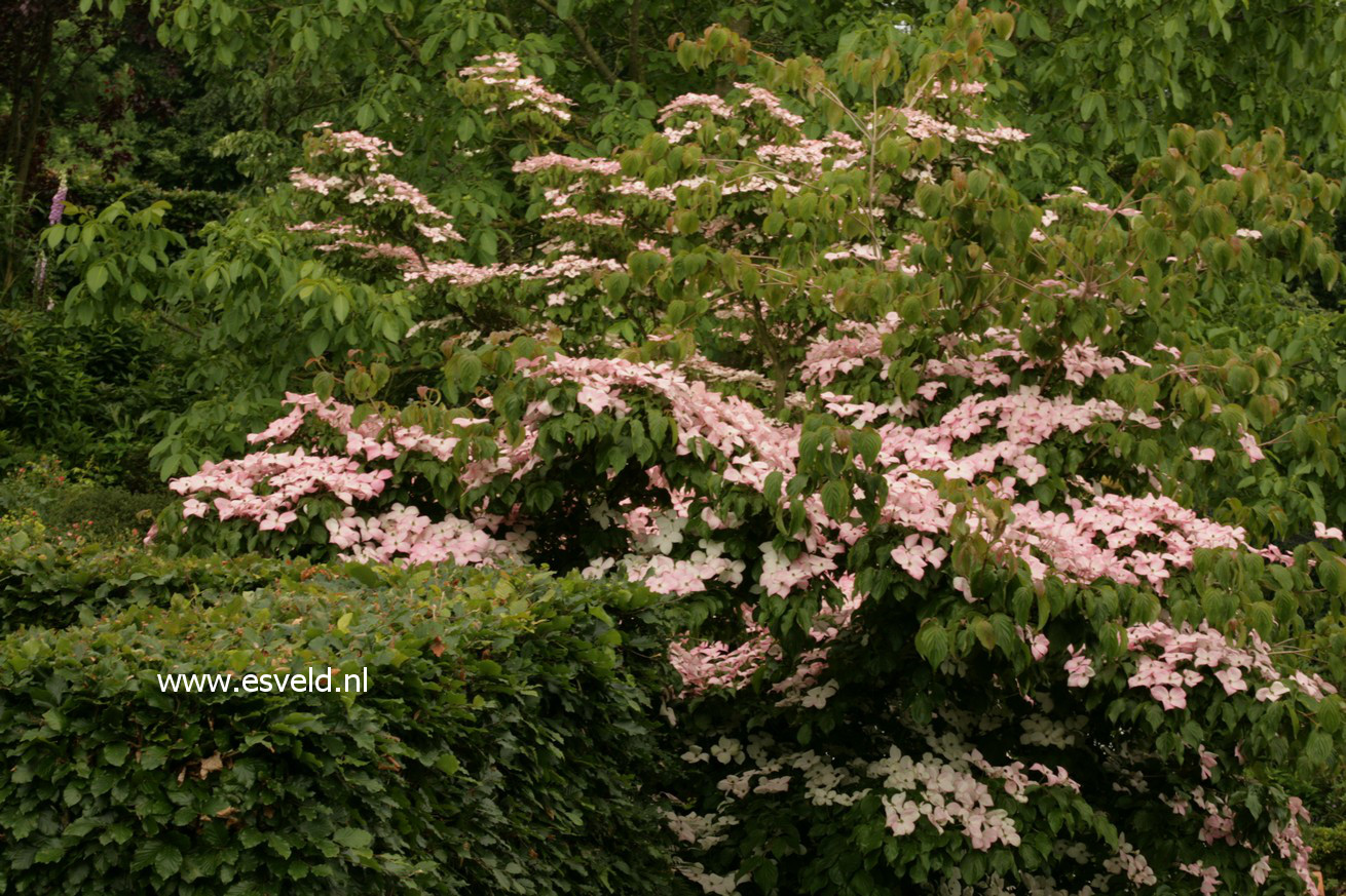 Cornus kousa 'Satomi'